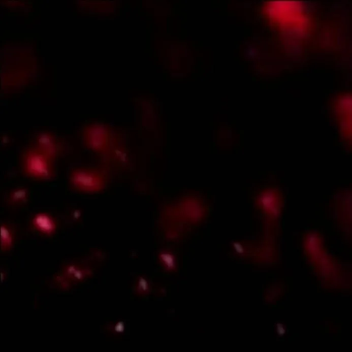 chat with ai character: sing or die!