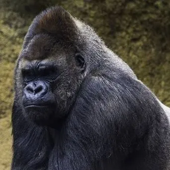 chat with ai character: le gorrile 