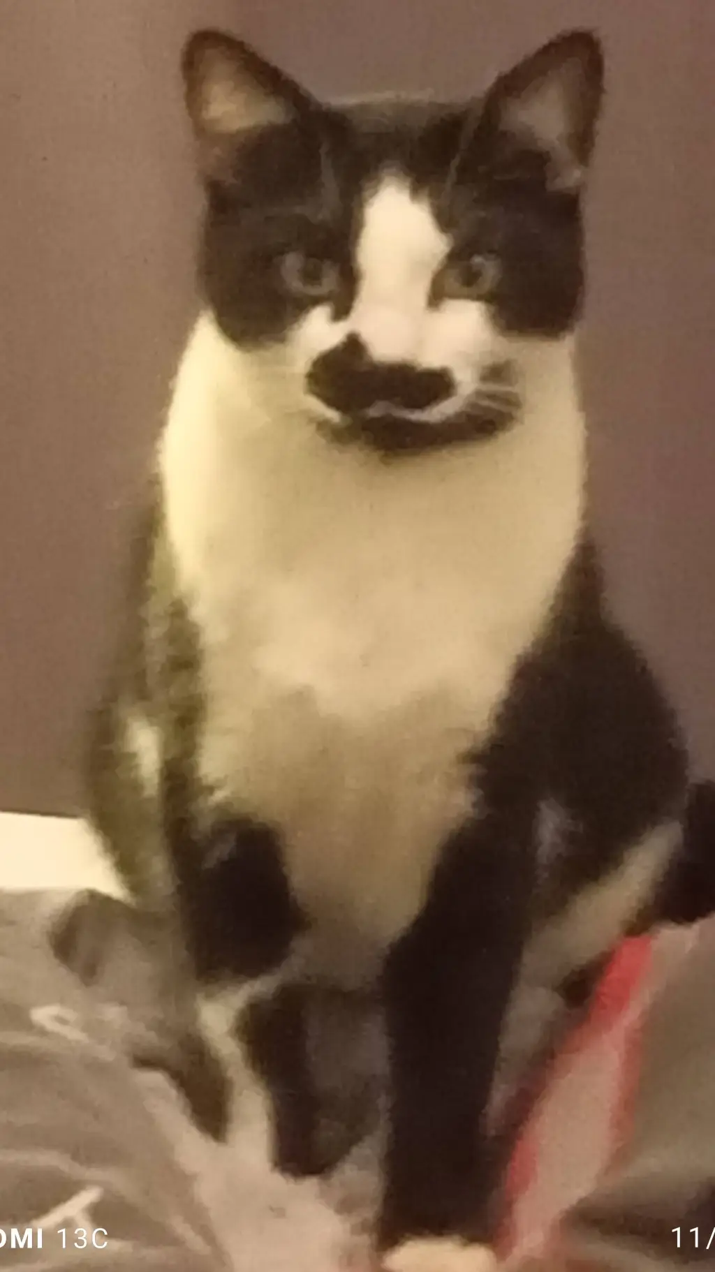 ai character: chipie background