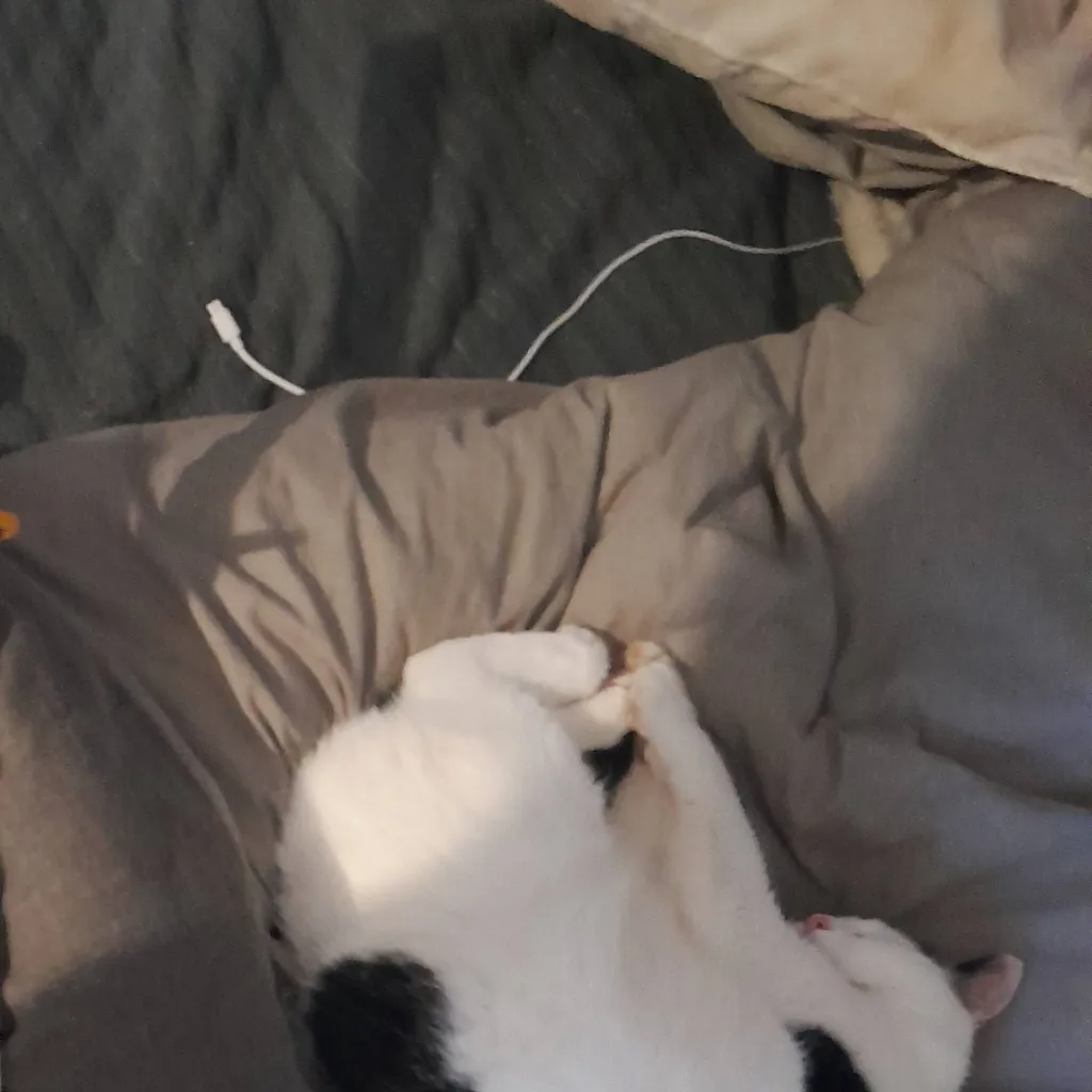 chat with ai character: ash/ashy poo