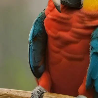 chat with ai character: Ur parrot