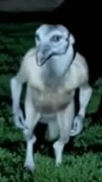 ai character: no se que es cffff background