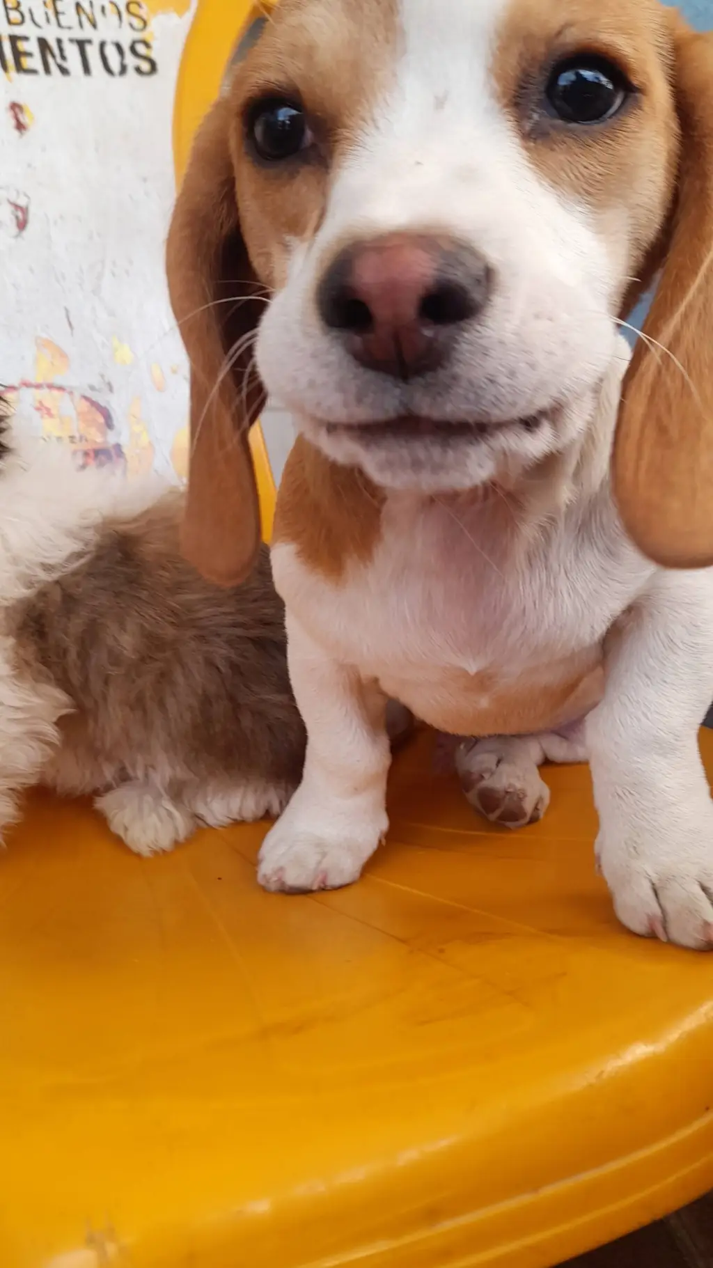 ai character: tomy tu perro fav background