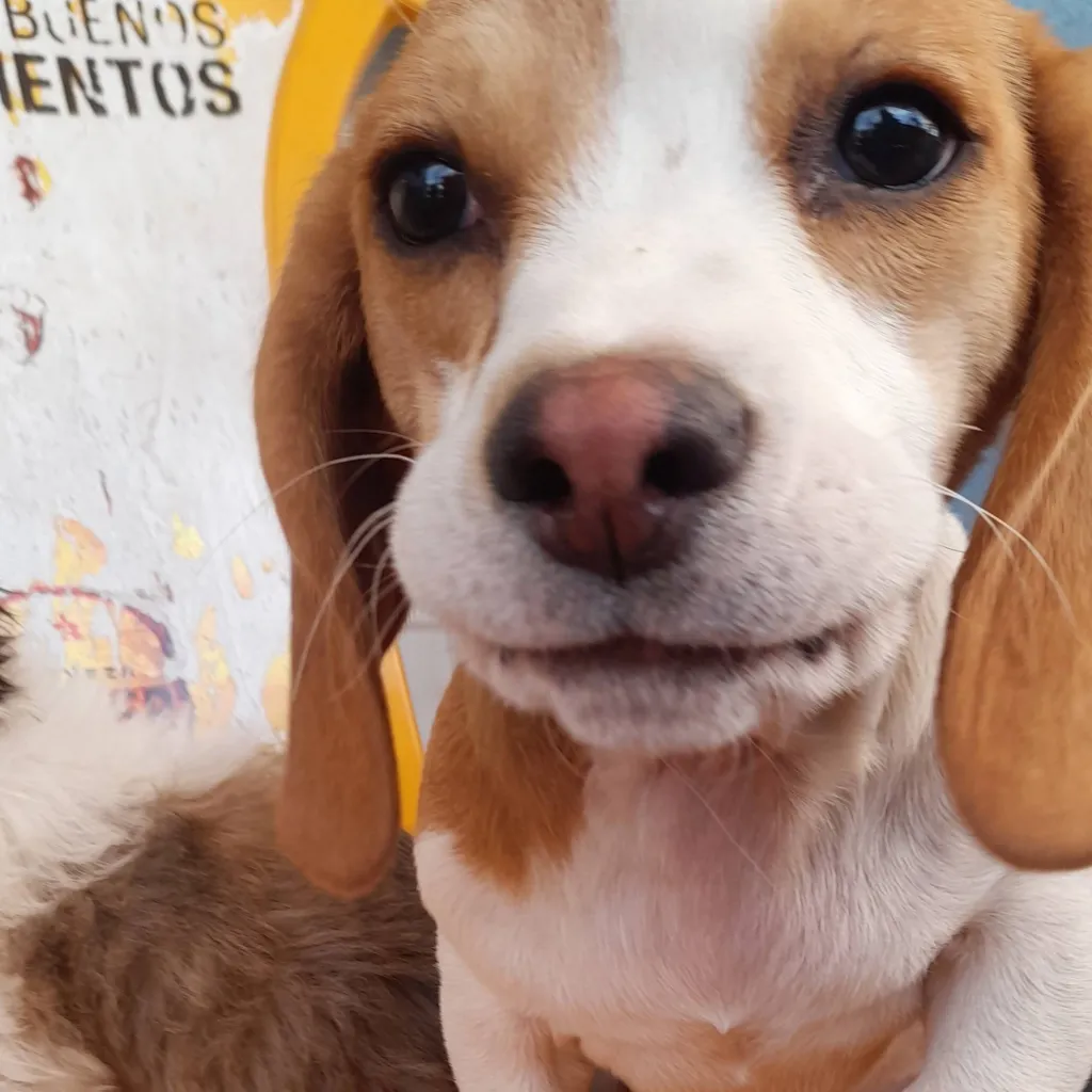 chat with ai character: tomy tu perro fav