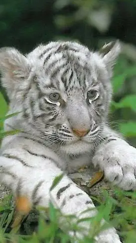 ai character: mha animals background