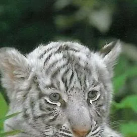 chat with ai character: mha animals