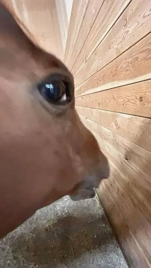 ai character: Nolan background