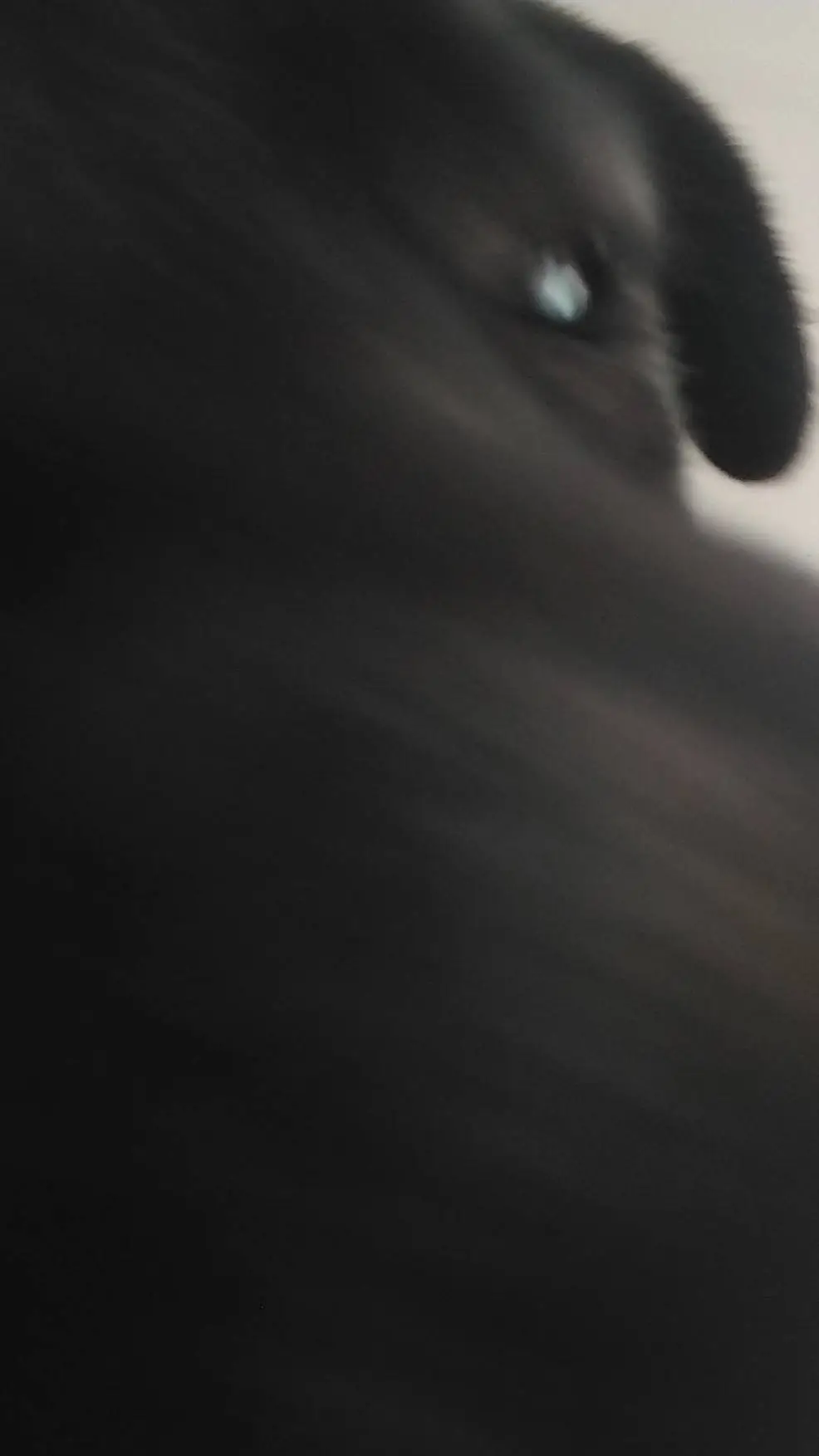 ai character: meu dog background