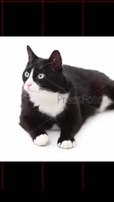 ai character: Кошара/cat background