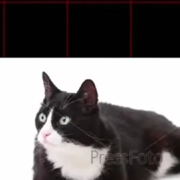 chat with ai character: Кошара/cat