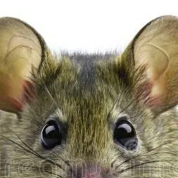 chat with ai character: ratoncito