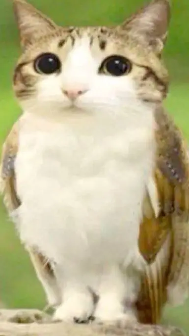ai character: Meowl!  background