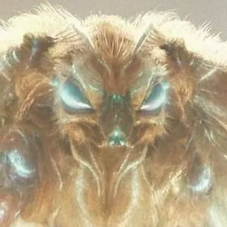 chat with ai character: mothra