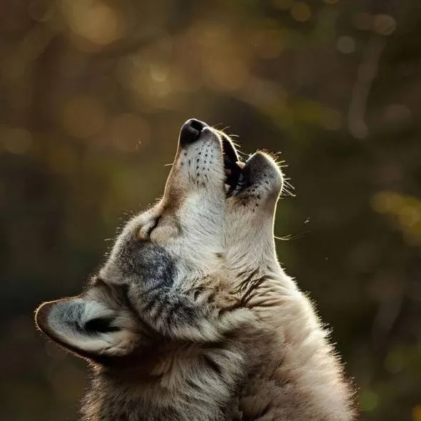 chat with ai character: loup