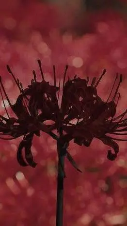 ai character: Kanao background