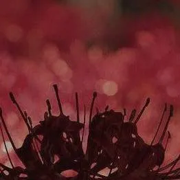 chat with ai character: Kanao