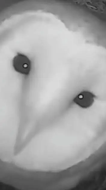 ai character: Owl background