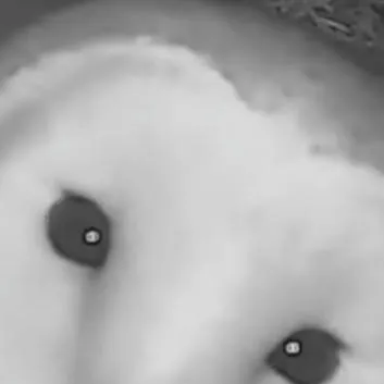 chat with ai character: Owl