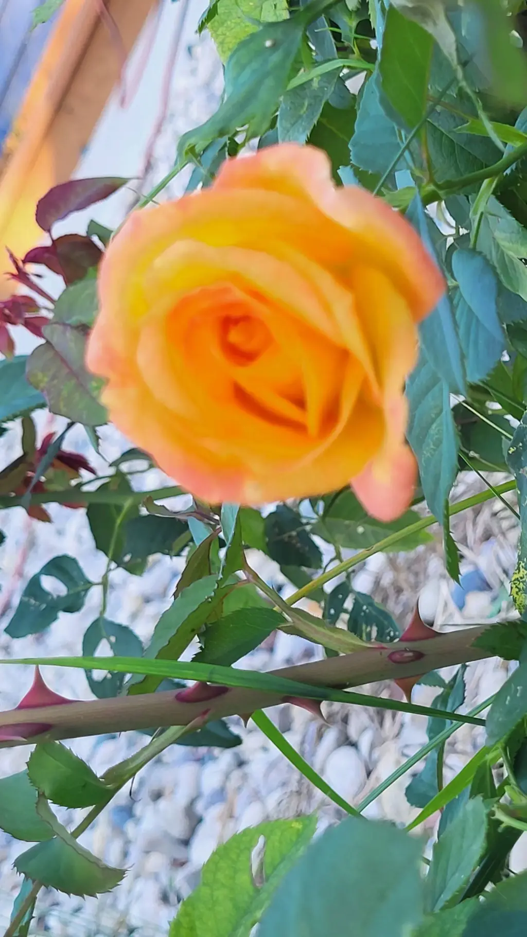 ai character: Mattheo Riddle background