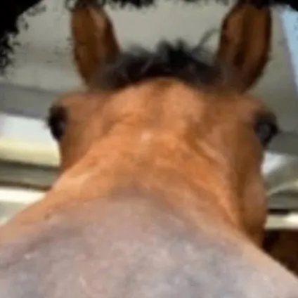 chat with ai character: horse