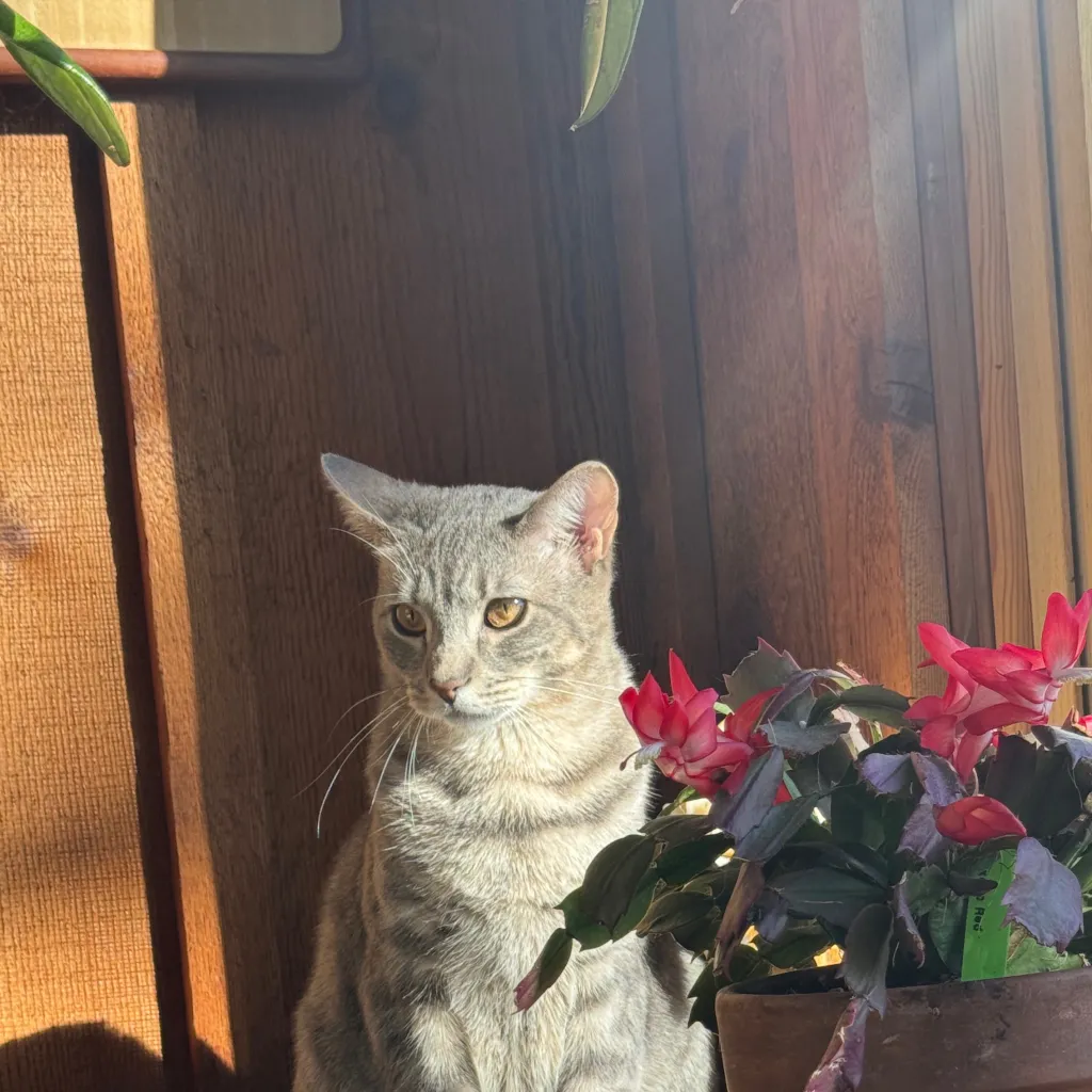 chat with ai character: Toyota PT2