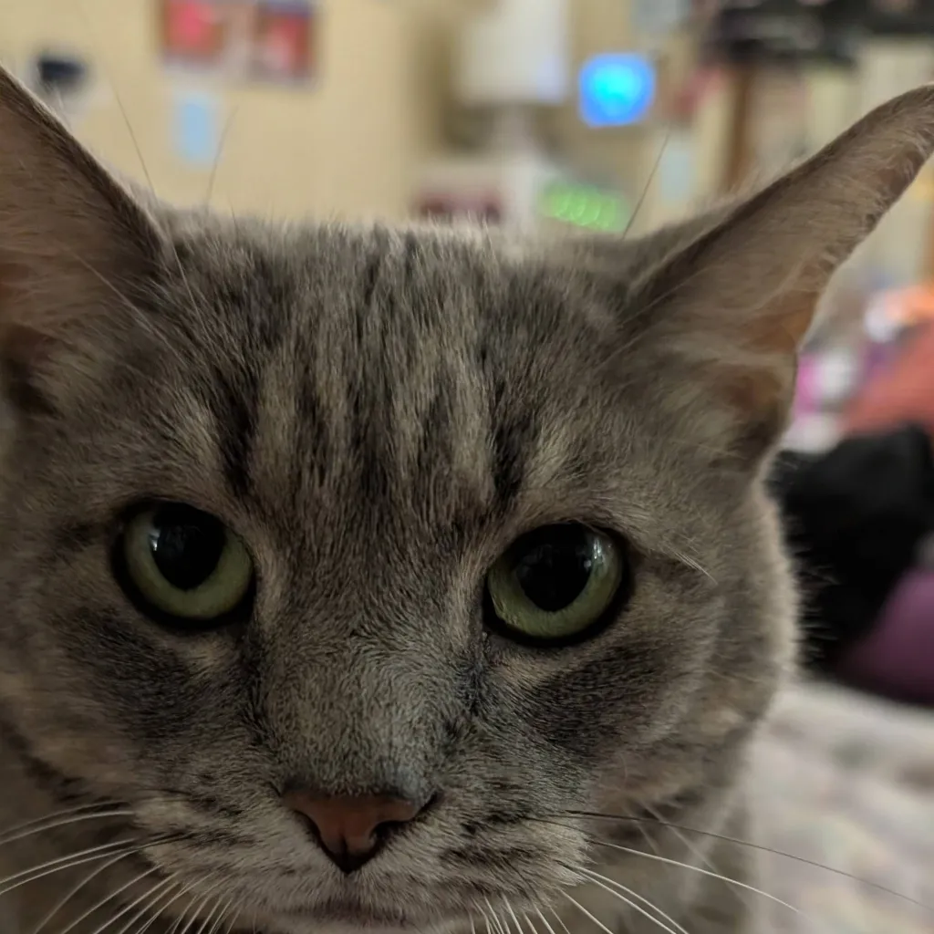 chat with ai character: Mitty