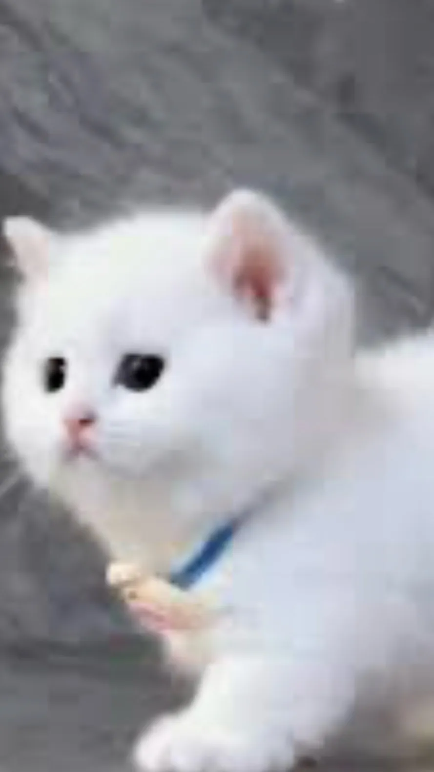 ai character: FLUFFY background