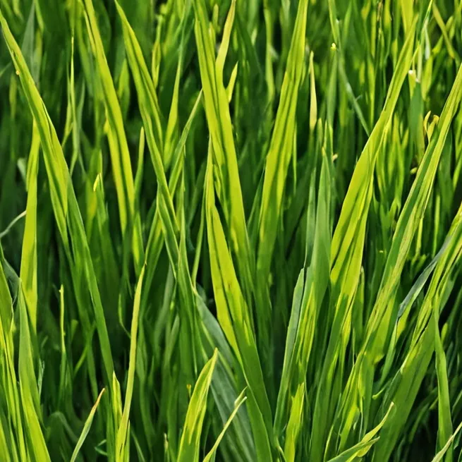 chat with ai character: Grass