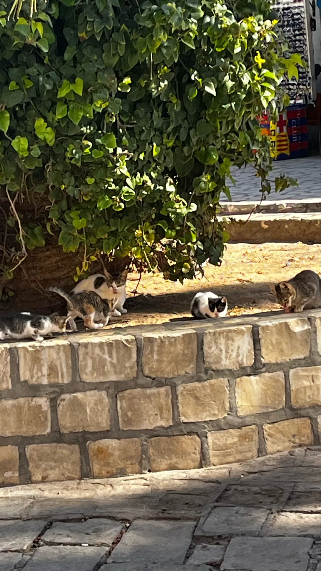 ai character: Aizawa’s…. cats? background