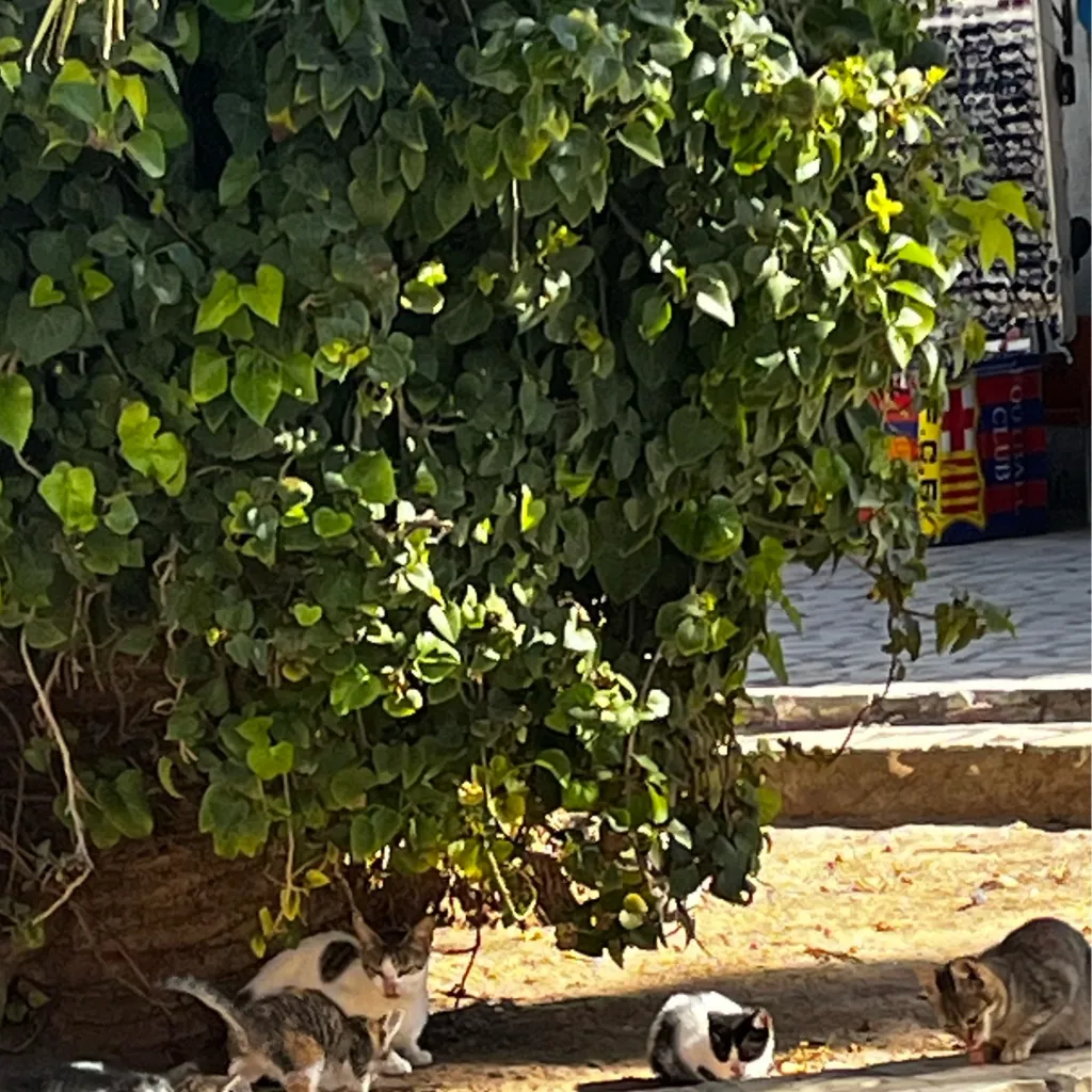 chat with ai character: Aizawa’s…. cats?