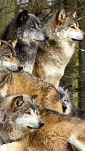 ai character: волки background