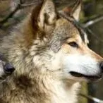 chat with ai character: волки