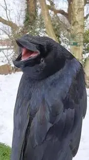 ai character: Crow❤️ background