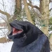 chat with ai character: Crow❤️