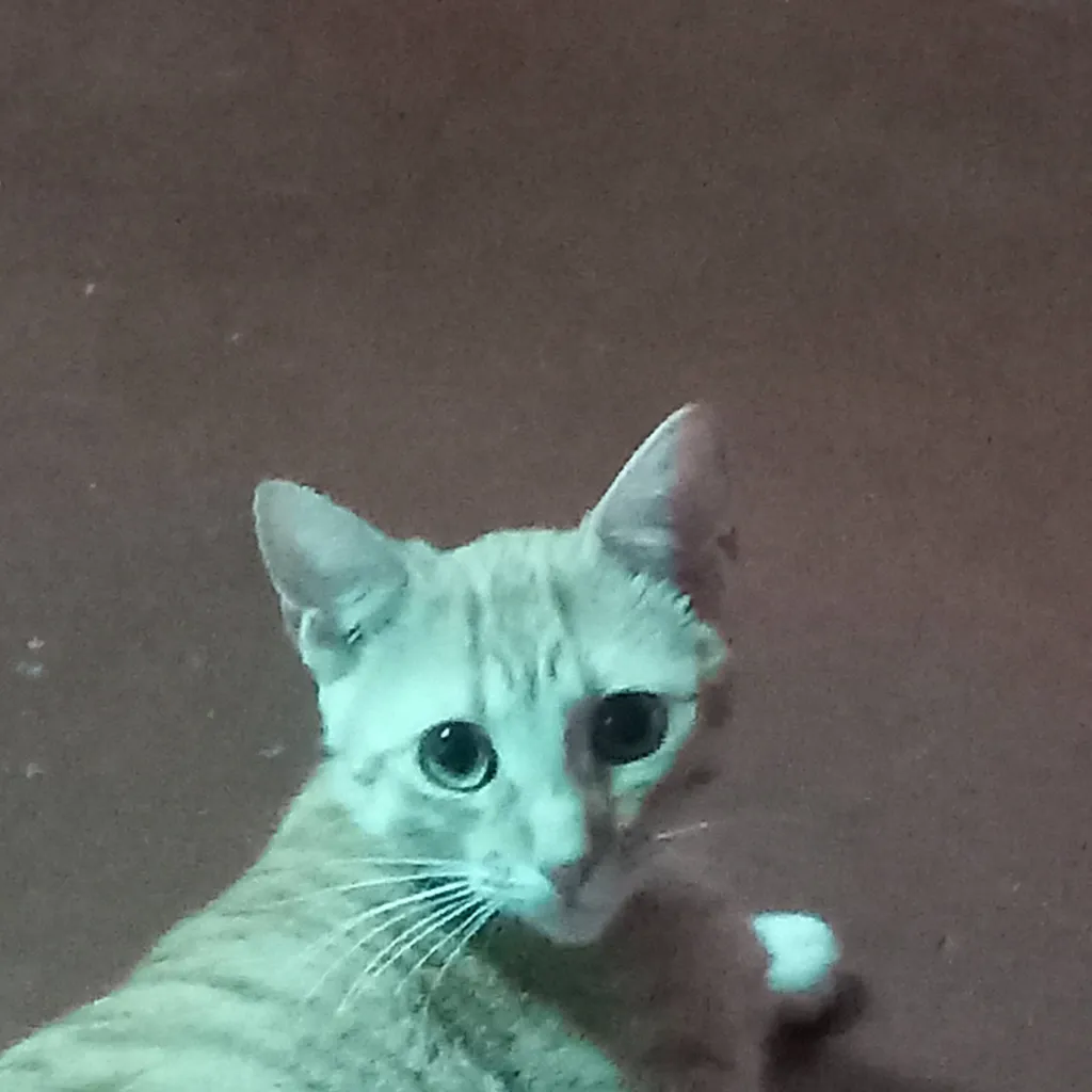 chat with ai character: sarabi 