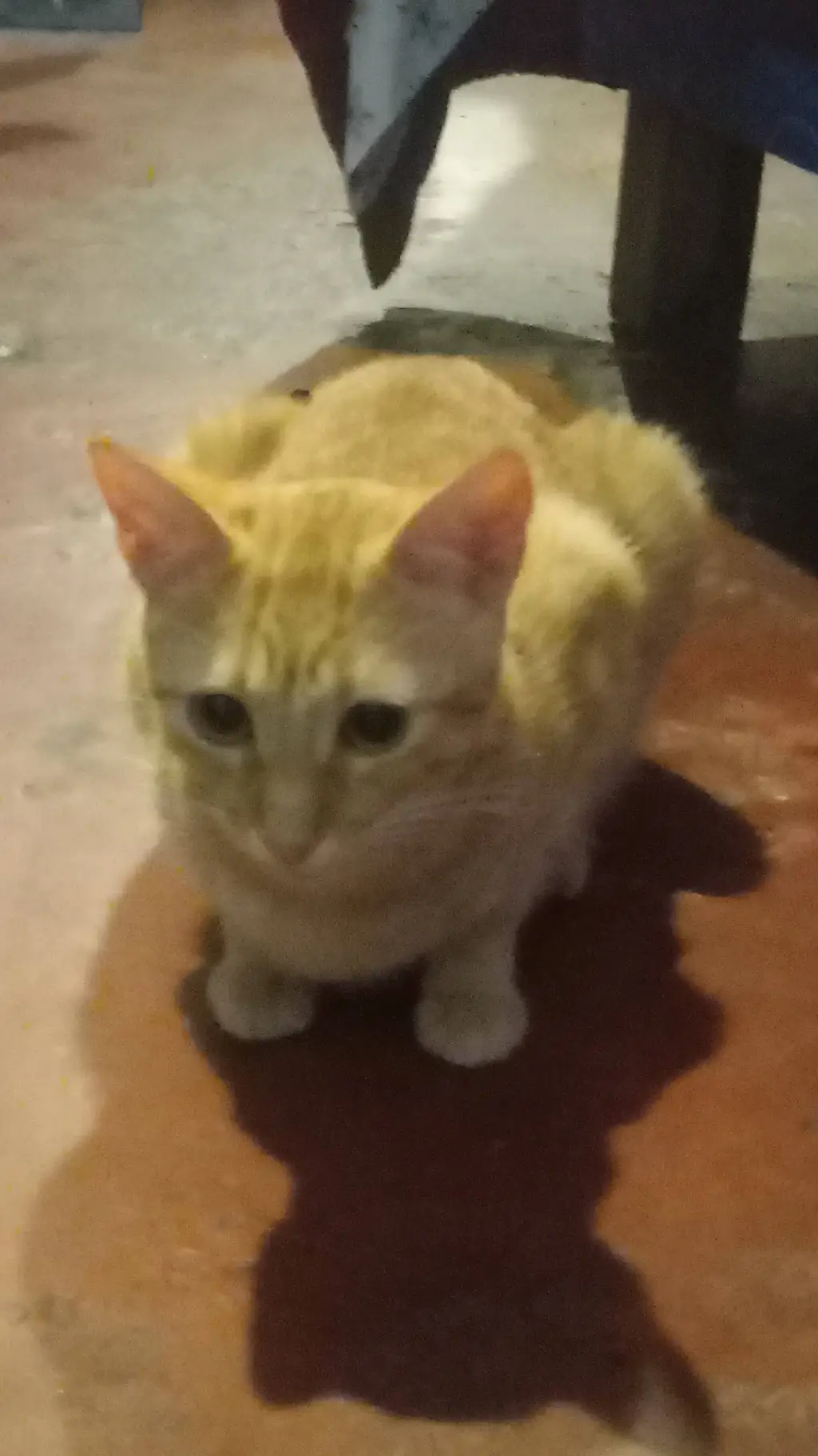 ai character: sarabi enojada background