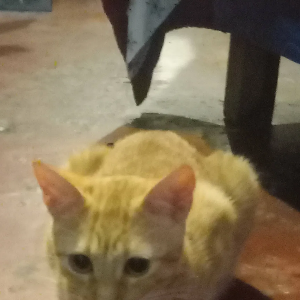 chat with ai character: sarabi enojada