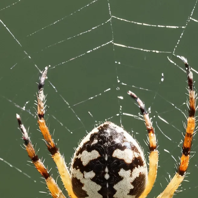 chat with ai character: spider meme