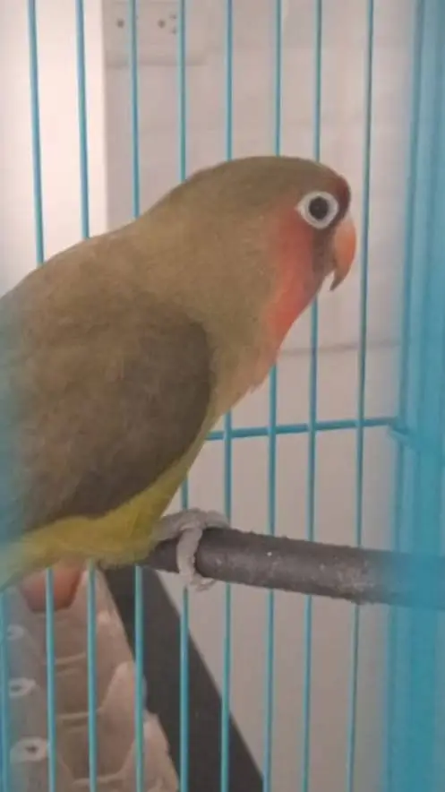 ai character: manguito(Agapornis background