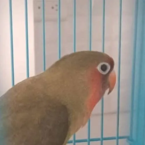 chat with ai character: manguito(Agapornis