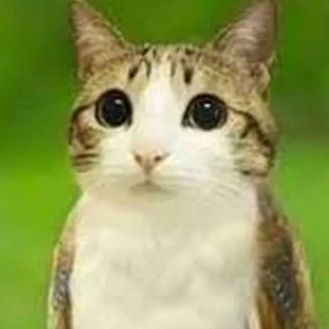 chat with ai character: meowl