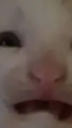 ai character: Sad cat  background