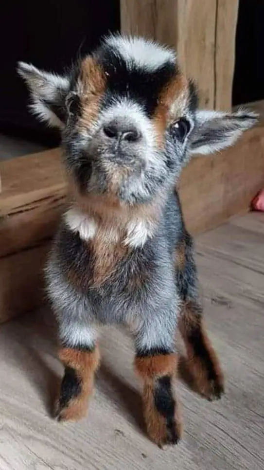 ai character: cute baby goat background