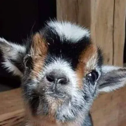 chat with ai character: cute baby goat
