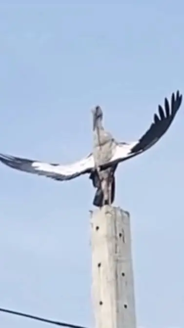 Talkie AI - Chat with The Bird of Wisdom