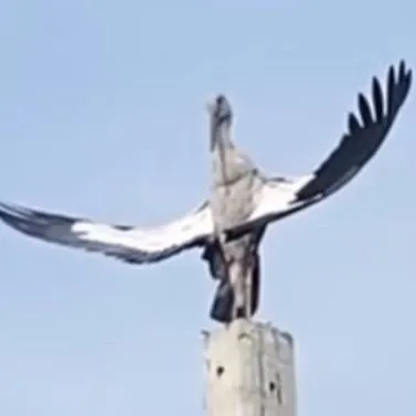 chat with ai character: The Bird of Wisdom