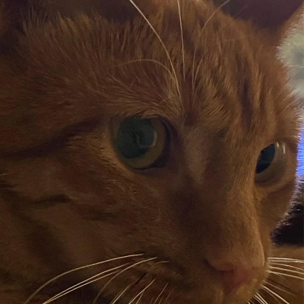 chat with ai character: RIP CHARLIE KIRK