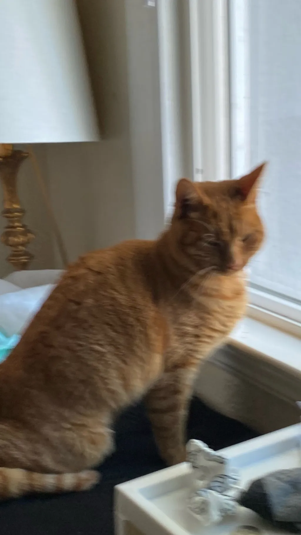 ai character: Princess Mononoke background