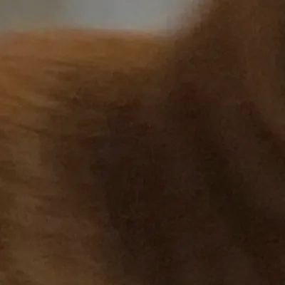 chat with ai character: Princess Mononoke