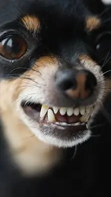 ai character: Angry dog background